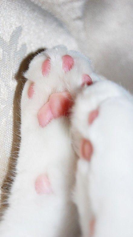 猫可爱萌肉垫肉浦猫爪手机锁屏手机壁纸
