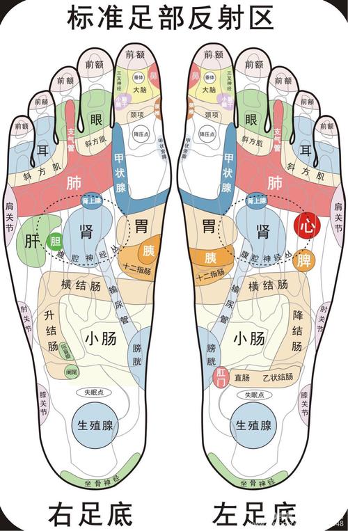 足部反射区全息图