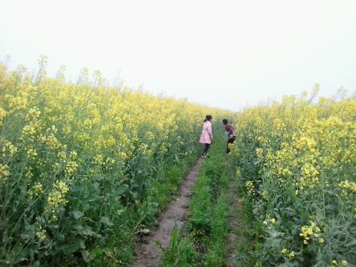 童谣诗《油菜花》