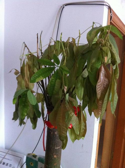 发财树叶子掉光了能救活吗