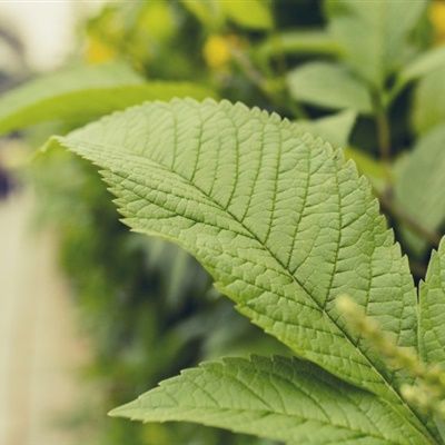 秋天的银杏叶,远没有春夏的叶子那样生机勃勃,但它是一种饱满的成熟!