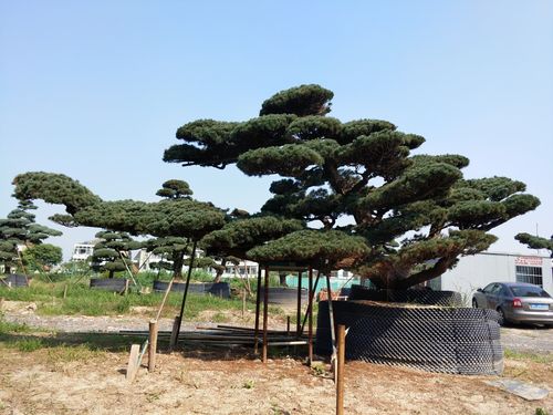 供应日本大阪松,五针松,黑松,罗汉松