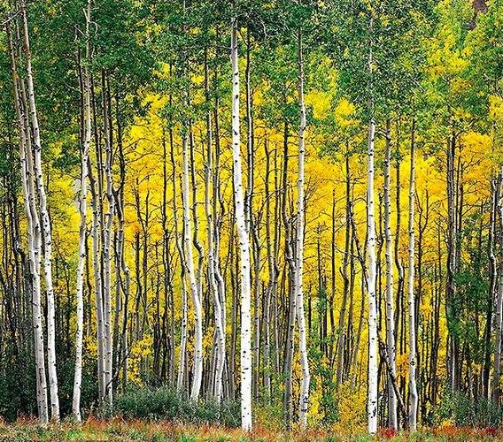 《秋天的树林》 写美篇 1,知识目标:了解白桦林的基本知识,学会画白桦