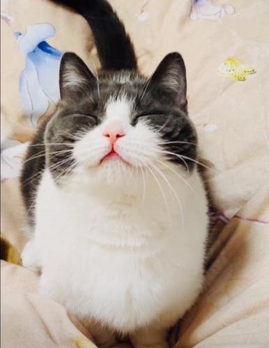 肖战撞脸"坚果"!520直播时眯着眼睛,表情和坚果太像了