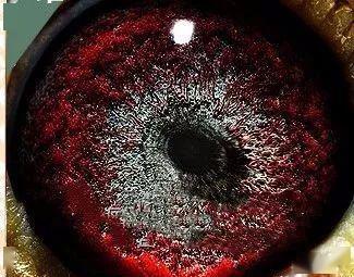 对于种鸽眼睛,虽然有很多鸽友都不太认同与育种之间的直接关系,但我