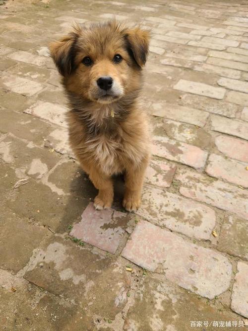 分别是:满卢田园犬,练庸田园犬,黠灵田园犬,骁苍田园犬,贲都田园犬,玄