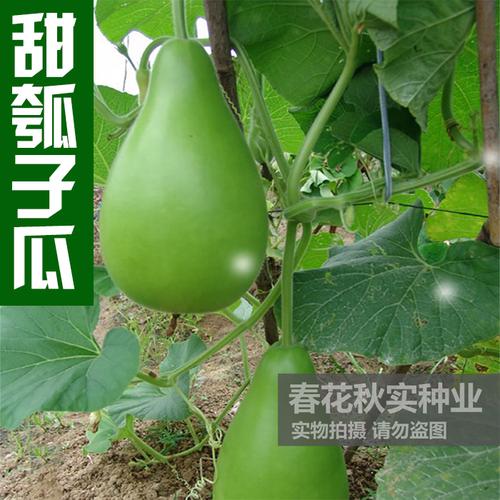 极早生瓠瓜种子 春夏秋四季播蔬菜种子 食用甜瓠子瓜种子蒲瓜种子_7折