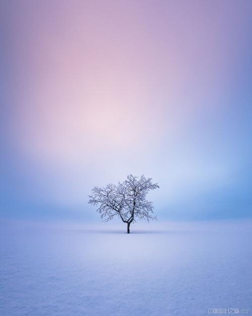 芬兰孤独的树木摄影,美得壮观,美得动人