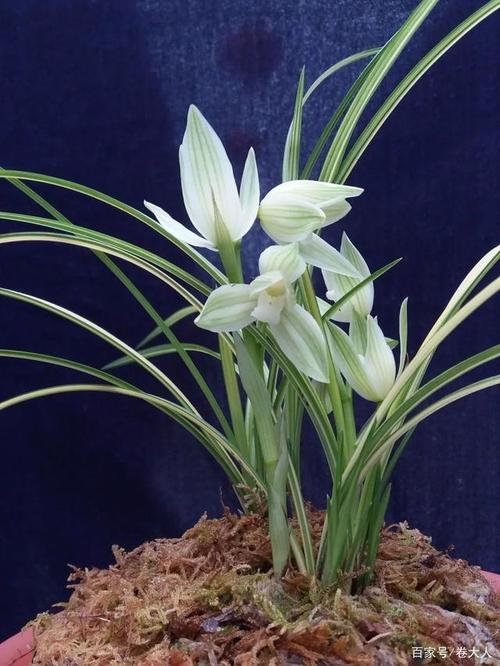 莲瓣兰·梦之兰,同享梦之兰,共圆兰之梦