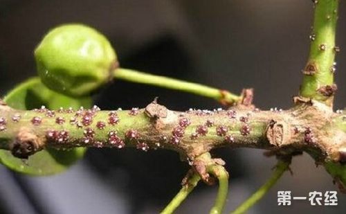 农经网 农业科技 植物病虫害        【专家解答】柿子具有很高的食用