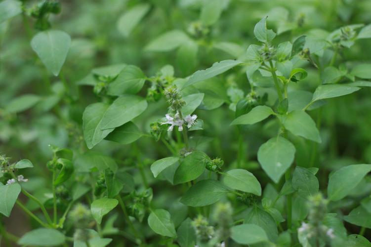 荆介花