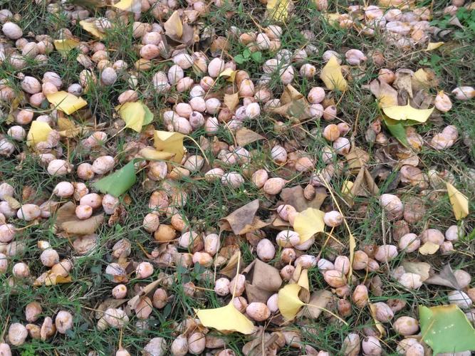 银杏果落地上起堆堆.