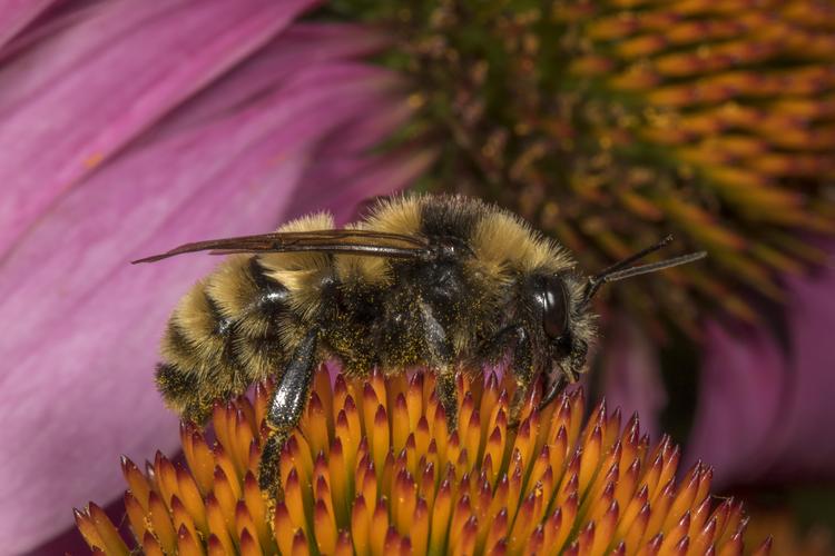 a drone northern amber bumble bee nectaring cone flower. 08 k.