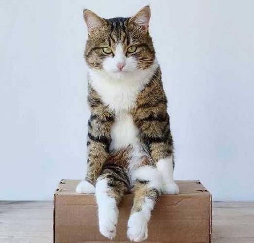 16张猫咪奇葩坐姿照,看完后,忍不住叫了声"大佬"!_样子_什么_那一片