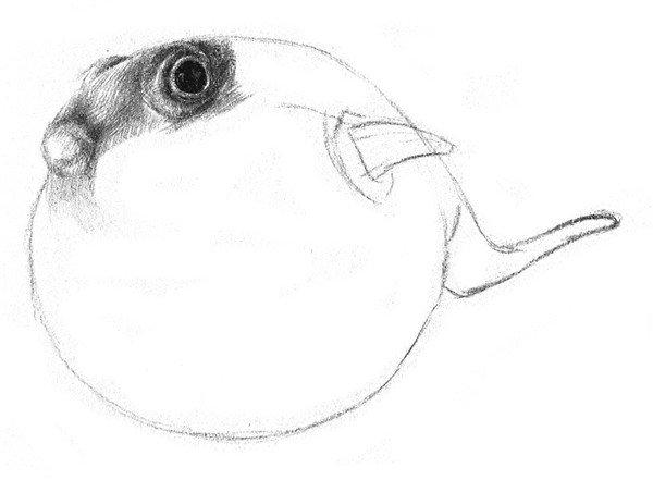 素描河豚技法