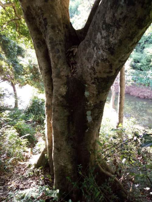 树根直径80几公分,地面到树杆开叉出2.2米.还没开挖,现想出售.