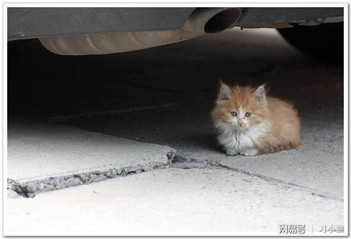 流浪猫和宠物猫:一扇窗,却是两个世界