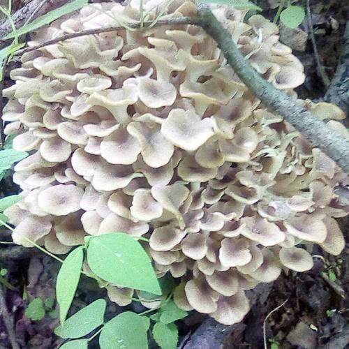 中药材野生猪苓 无硫猪苓 猪苓片 正品猪苓500克