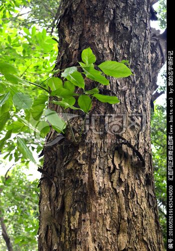 [正版商业] 紫檀树