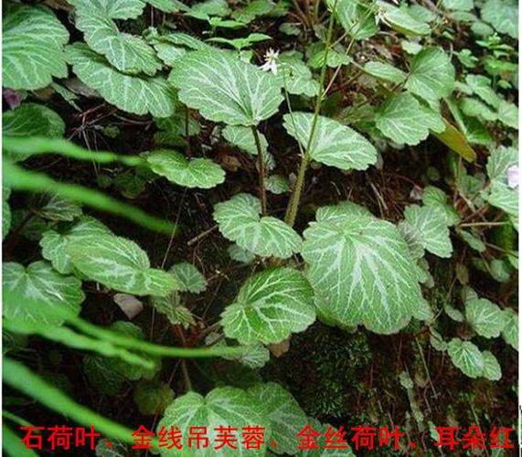 新鲜野生中草药虎耳草 金丝荷叶 金钱吊芙蓉 石荷叶 老虎草 2斤起_7折