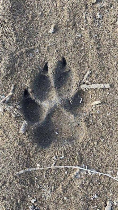 村民拍摄的疑似狼爪印.新华社发(龙沙区委宣传部提供)