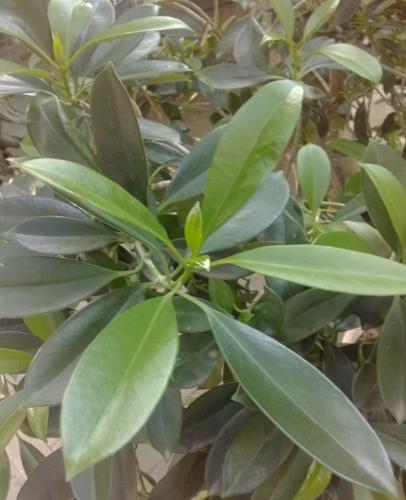 真心求教这个植物学名.木本.盆栽.观赏植物.谢谢