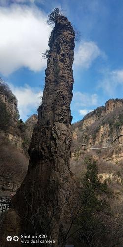 "顶天柱〃好高啊!柱顶上的树怎么长的?