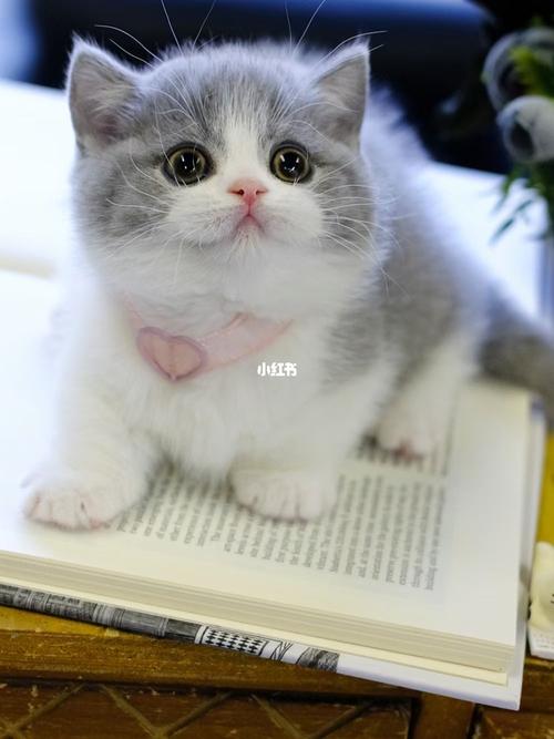 芒果猫舍: 95精品蓝白曼基康矮脚妹妹 努力吧手手伸