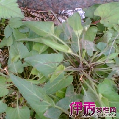 3大治疗功效的介绍