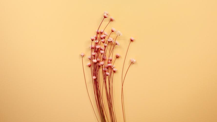 温馨的干花背景图片-花卉壁纸-高清花卉图片-第3图-娟娟壁纸