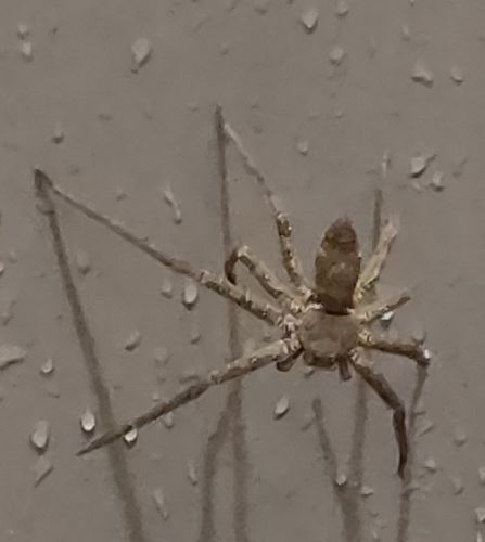 小插曲小插曲! 天鹅湖宾馆八爪蜘蛛让我起了鸡皮疙瘩的小物种!