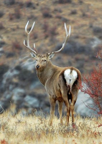 在《濒危野生动植物种国际贸易公约》中,西藏马鹿排在中国一级重点