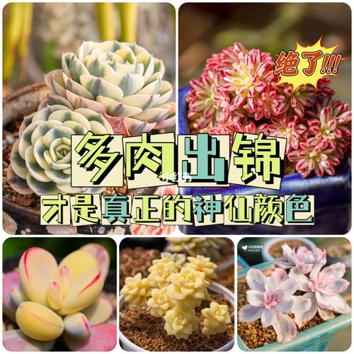 多肉出锦,才是真正的神仙配色