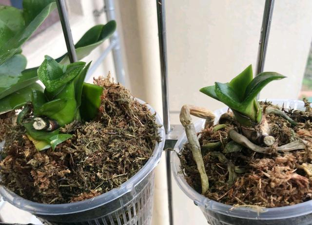 花友神操作,把开完花的蝴蝶兰叶片剪秃了可以促新芽?