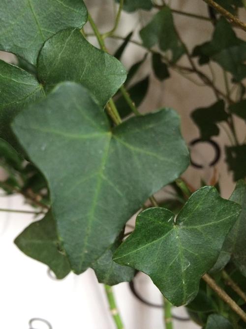 别人家看到的,藤状植物?这个叫什么?