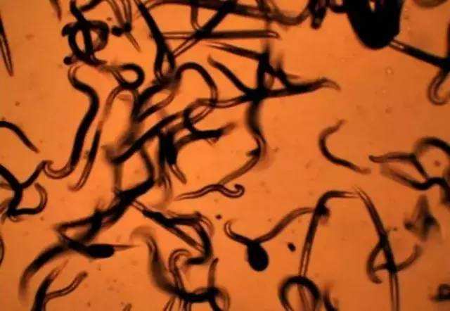 建议在作物拔秧后,立即对土壤进行施撒生石灰,因为此时根结线虫大多