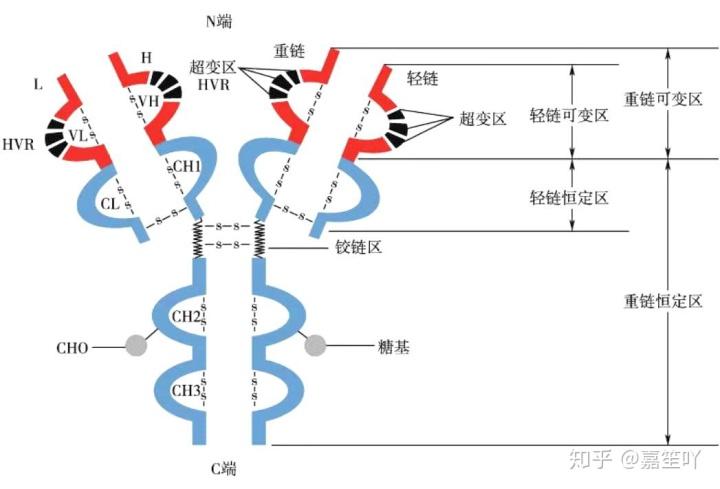 免疫复习三抗体及免疫球蛋白