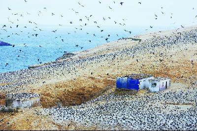 鸟粪岛,秘鲁人的金山银山