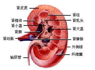 肾结构