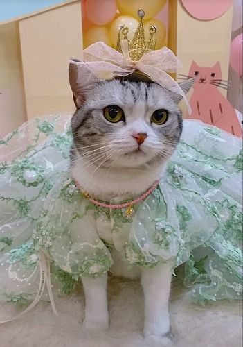 王泡芙三岁生日照片