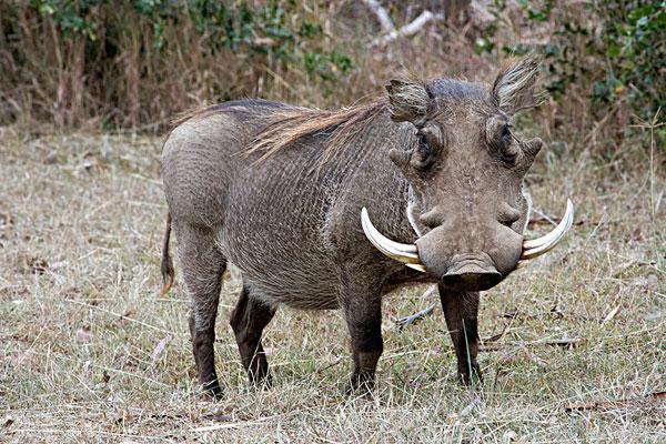 疣猪_手机壁纸_全景壁纸