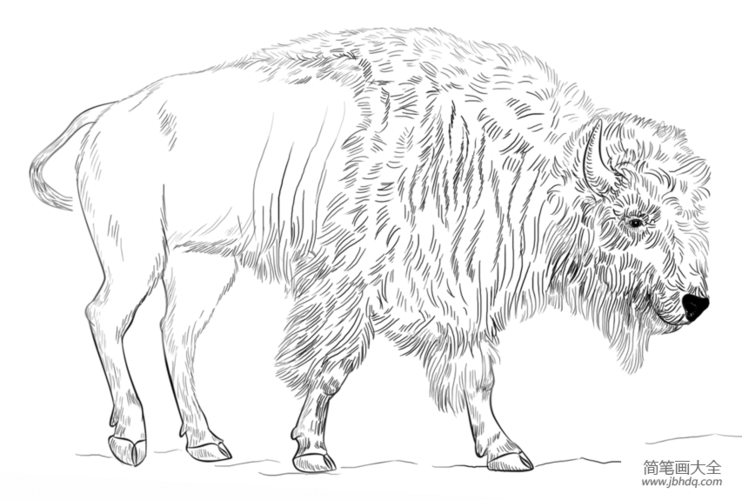如何画野牛