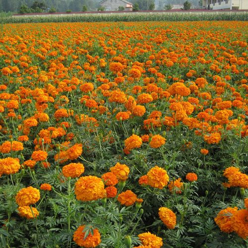 类型暖季型付款方式其它付款方式百粒重/千粒重南非万寿菊种子一斤