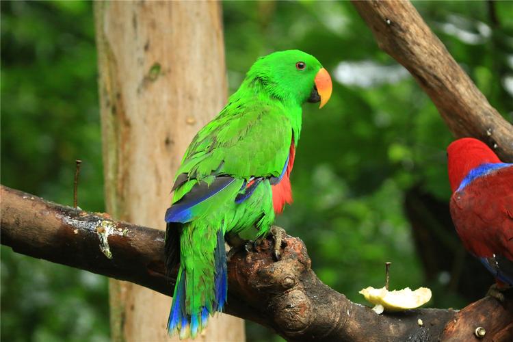 鹦鹉下蛋后拿什么垫窝