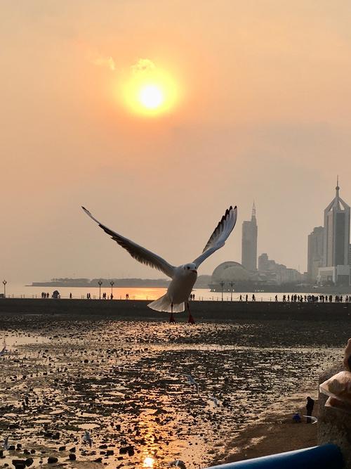 观赏海鸥的过程,它会带给我愉悦,兴奋,激动的心情,看到海鸥展翅飞翔