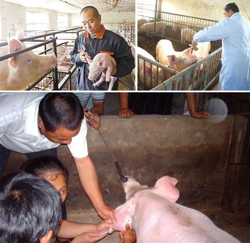 【猪八戒畜牧】 方便针 兽用输液延长线 一次性输液管