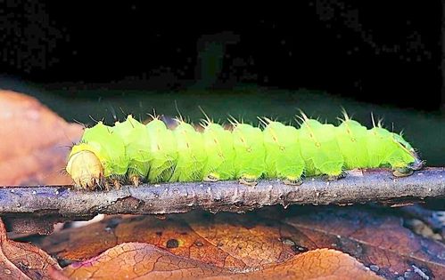 北斗星美术————周六早上美学启蒙班第一节课《可爱的毛毛虫》快来