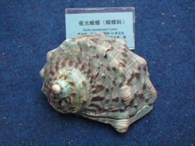 夜光蝾螺