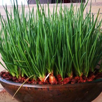 香葱种子四季小香葱种籽阳台盆栽种子大全红头葱细葱大葱种孑小葱四季
