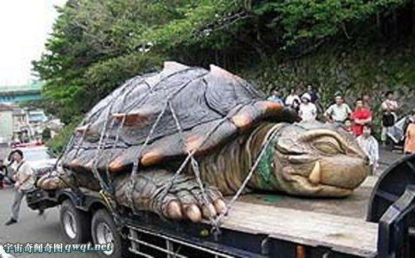 吓尿:渔民抓到数吨重千年神龟的真相 揭秘真假图片(组图13p)